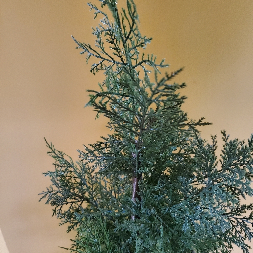 Fake Plant - Picture 2 of 6